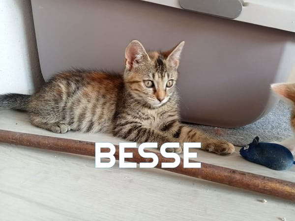 Fraterie de 4 : Bresse, Besse, Blini et Babelle
