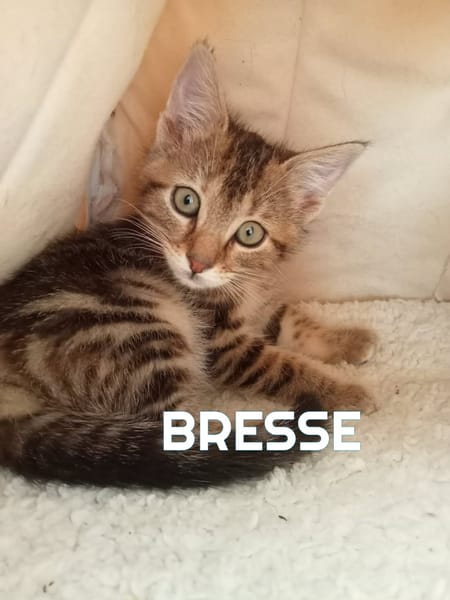 Fraterie de 4 : Bresse, Besse, Blini et Babelle