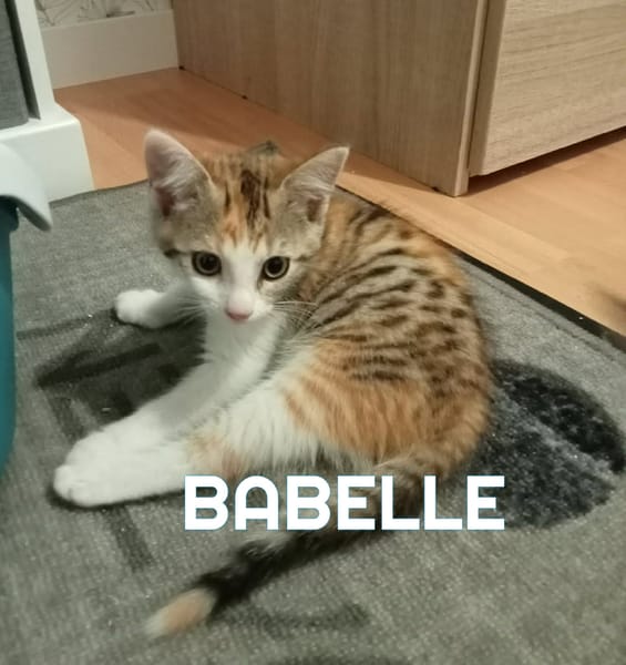 Fraterie de 4 : Bresse, Besse, Blini et Babelle
