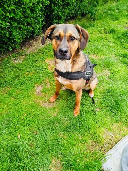 Buck ein toller Familienhund