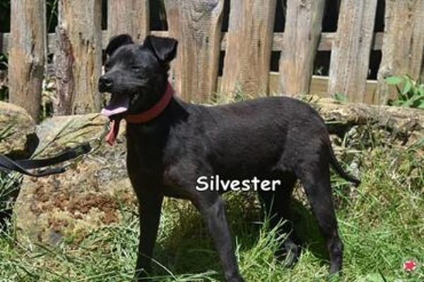 SILVESTER