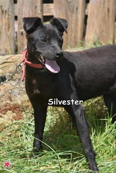 SILVESTER