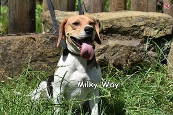MILKY WAY