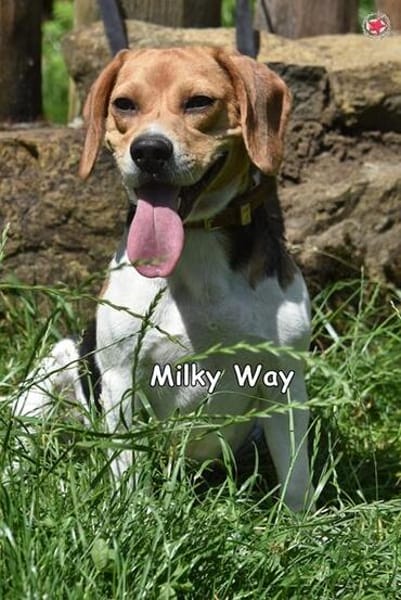 MILKY WAY