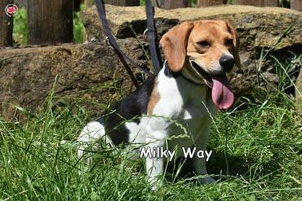 MILKY WAY