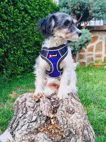 Schnoodle Mix Dara
