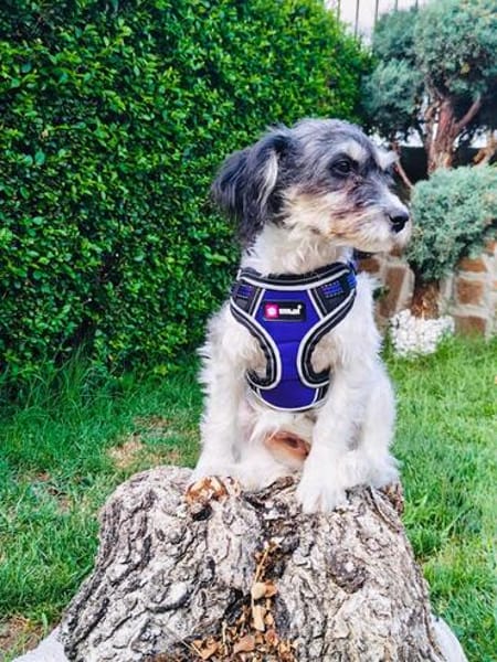 Schnoodle Mix Dara