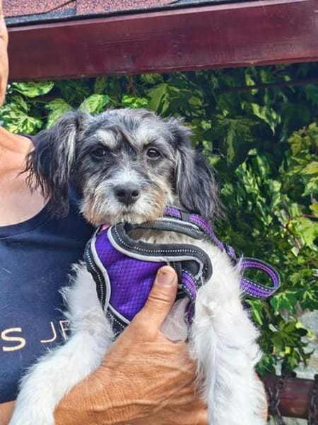 Schnoodle Mix Dara