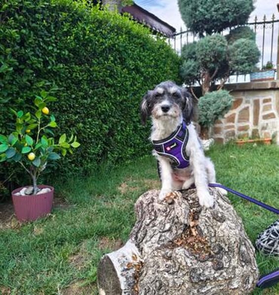Schnoodle Mix Dara