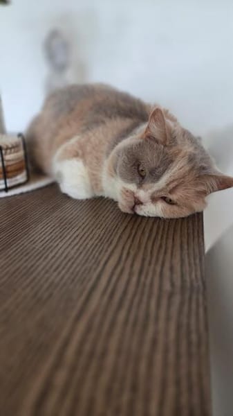 Minni Maus sucht liebevolles Zuhause