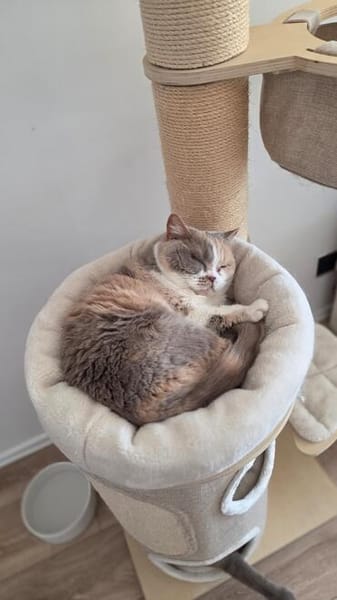 Minni Maus sucht liebevolles Zuhause