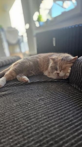 Minni Maus sucht liebevolles Zuhause