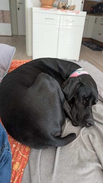 Traumhund sucht Dich