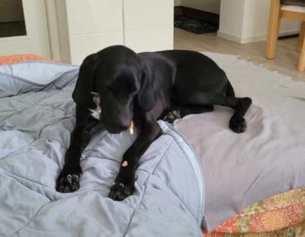 Traumhund sucht Dich