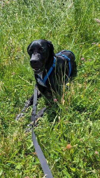 Traumhund sucht Dich