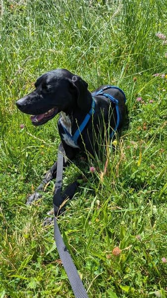 Traumhund sucht Dich