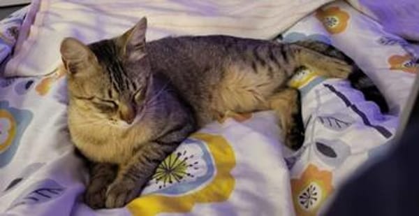Pachi Verschmuster Tiger sucht Familie
