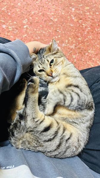 Pachi Verschmuster Tiger sucht Familie