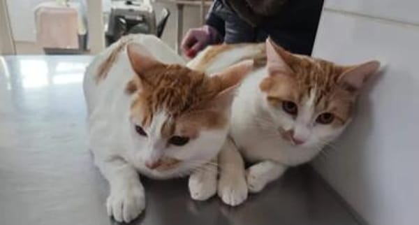 Copper & Monchi Verspieltes Dreamteam