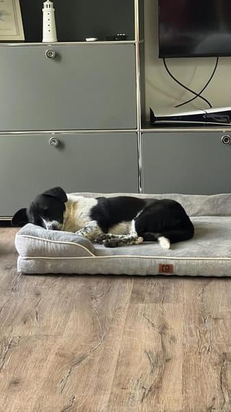 Toller ZIGGY wartet in Hattingen (Ruhr)!