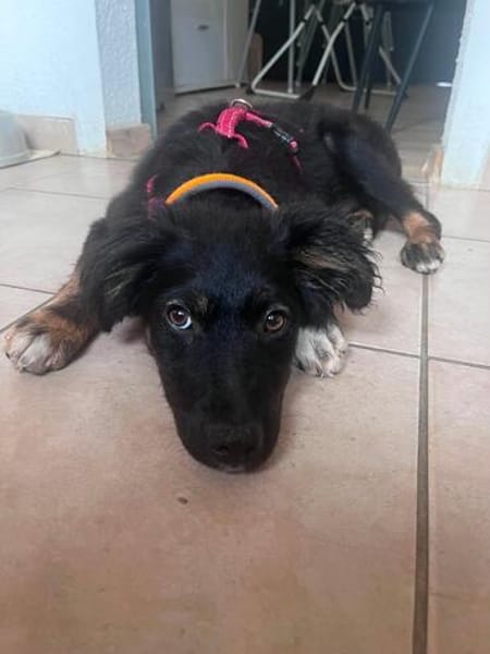 Chasper - junger Hundebub sucht ein liebevolles Zuhause