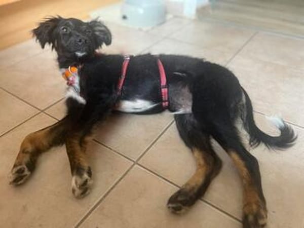 Chasper - junger Hundebub sucht ein liebevolles Zuhause