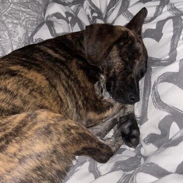 Romy sucht ihren Kuschelplatz