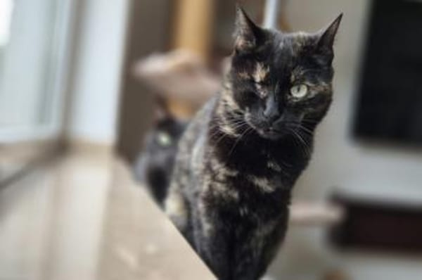 Bollicina & Bollina