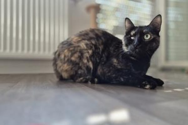 Bollicina & Bollina