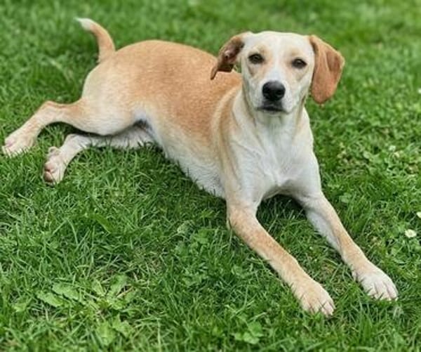 Verspielte, süße Vilma sucht liebes Heim