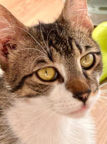 Pandi  verschmuster junger Kater sucht