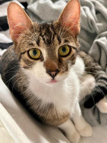 Pandi  verschmuster junger Kater sucht