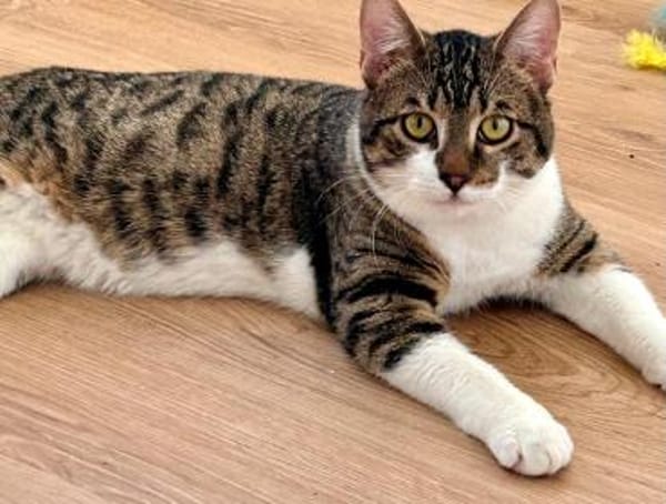 Pandi  verschmuster junger Kater sucht