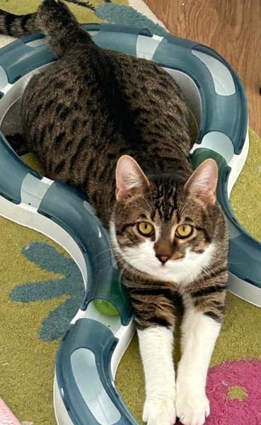 Pandi  verschmuster junger Kater sucht