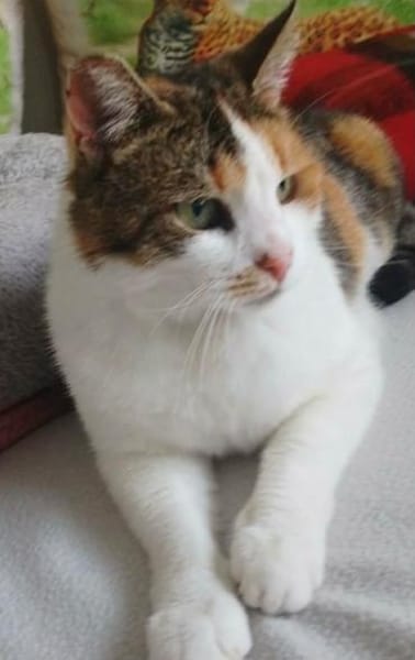 Luna W~ 1,5 Jahre sucht ihren Menschen
