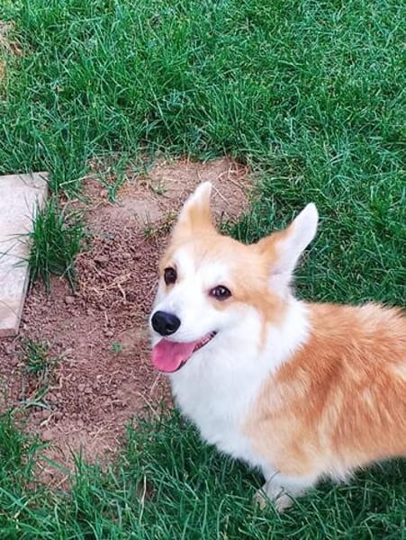 Emma, Welsh Corgi Pembroke Hündin