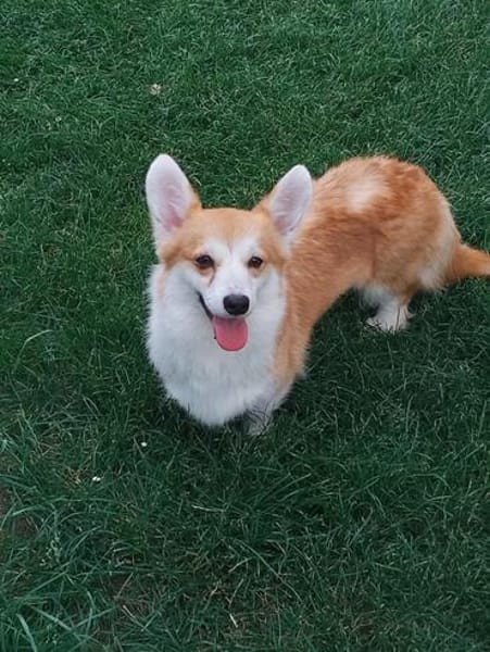 Emma, Welsh Corgi Pembroke Hündin
