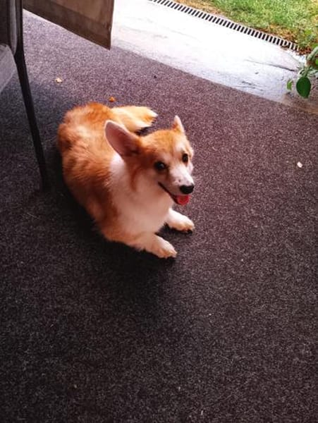 Emma, Welsh Corgi Pembroke Hündin