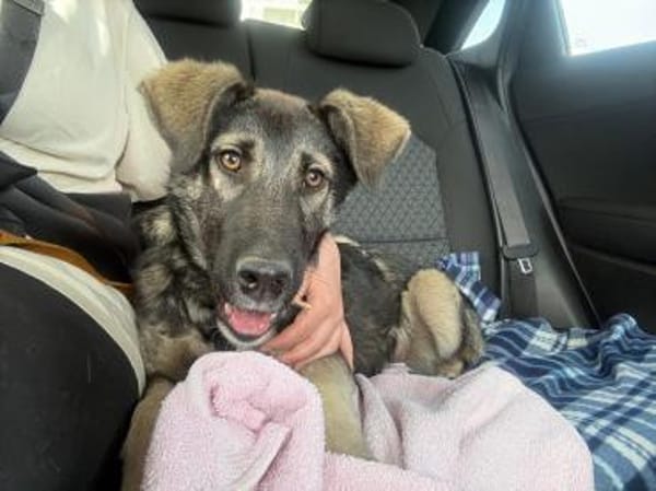 Tomi, freundl. junger Rüde sucht Zuhause