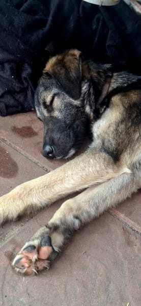 Tomi, freundl. junger Rüde sucht Zuhause