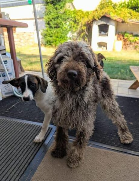 Todor,freundlicher Lagotto Rüde geb.2023