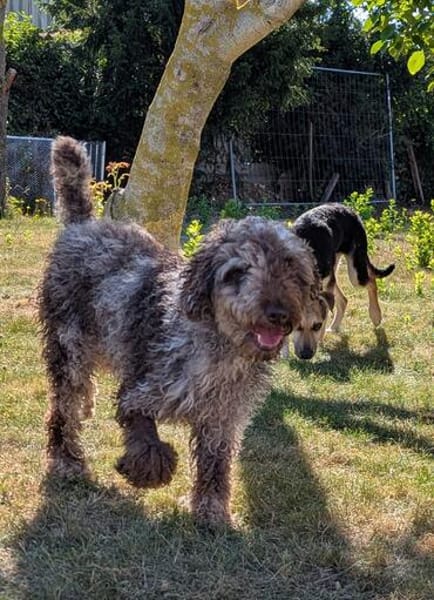 Todor,freundlicher Lagotto Rüde geb.2023
