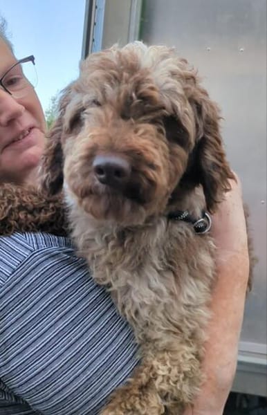Todor,freundlicher Lagotto Rüde geb.2023