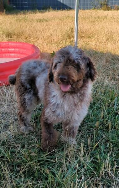 Todor,freundlicher Lagotto Rüde geb.2023