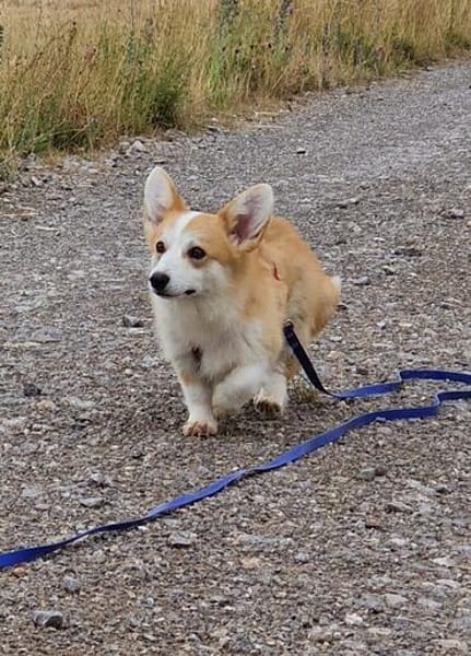 Karsci, fröhlicher Welsh Corgi Rüde