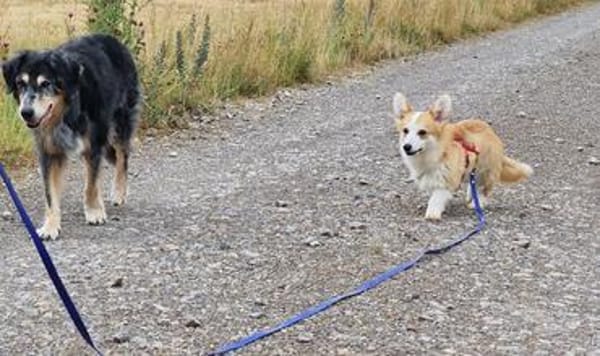 Karsci, fröhlicher Welsh Corgi Rüde