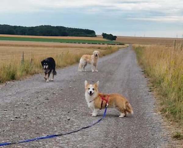 Karsci, fröhlicher Welsh Corgi Rüde