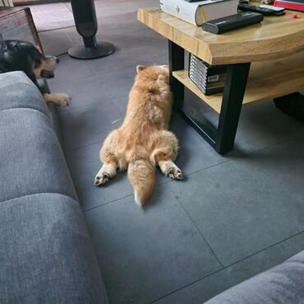 Karsci, fröhlicher Welsh Corgi Rüde