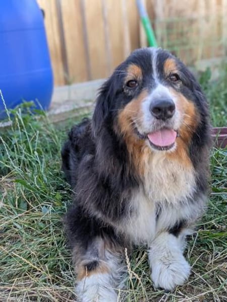 Virag,hübsche Australian Shepherd Hündin