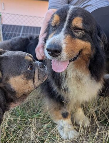 Virag,hübsche Australian Shepherd Hündin